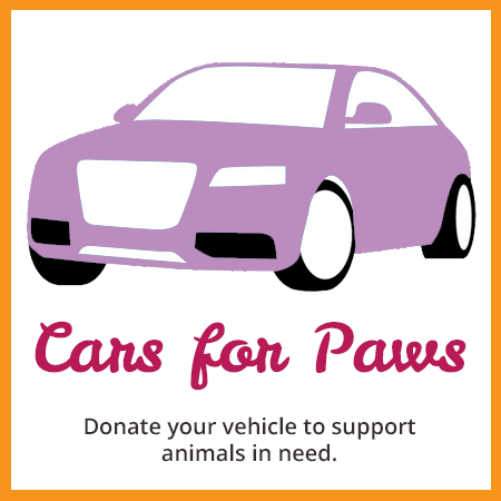 cars for paws
